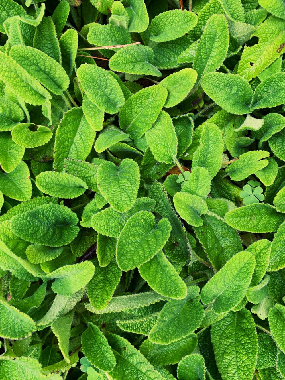 Lemon balm
