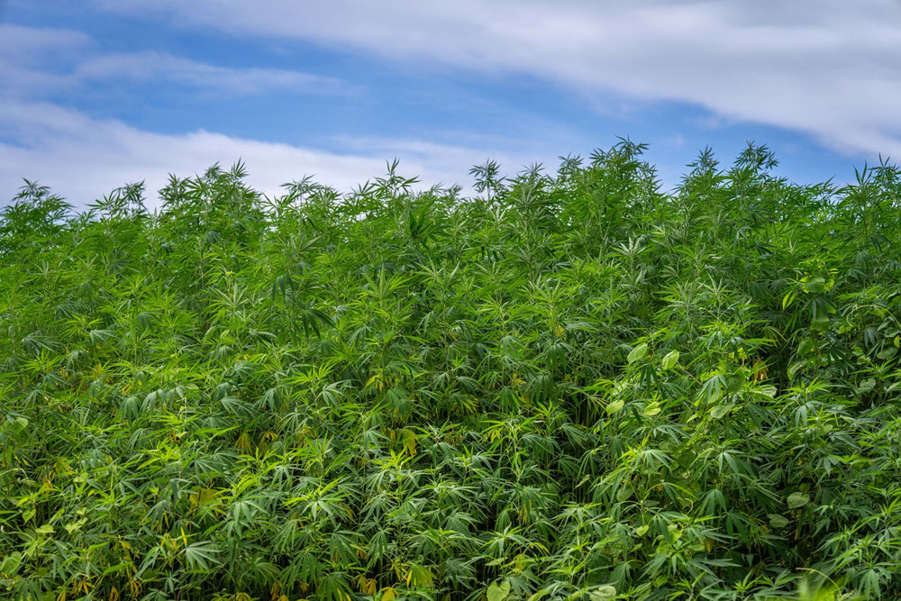 Hemp seed oil