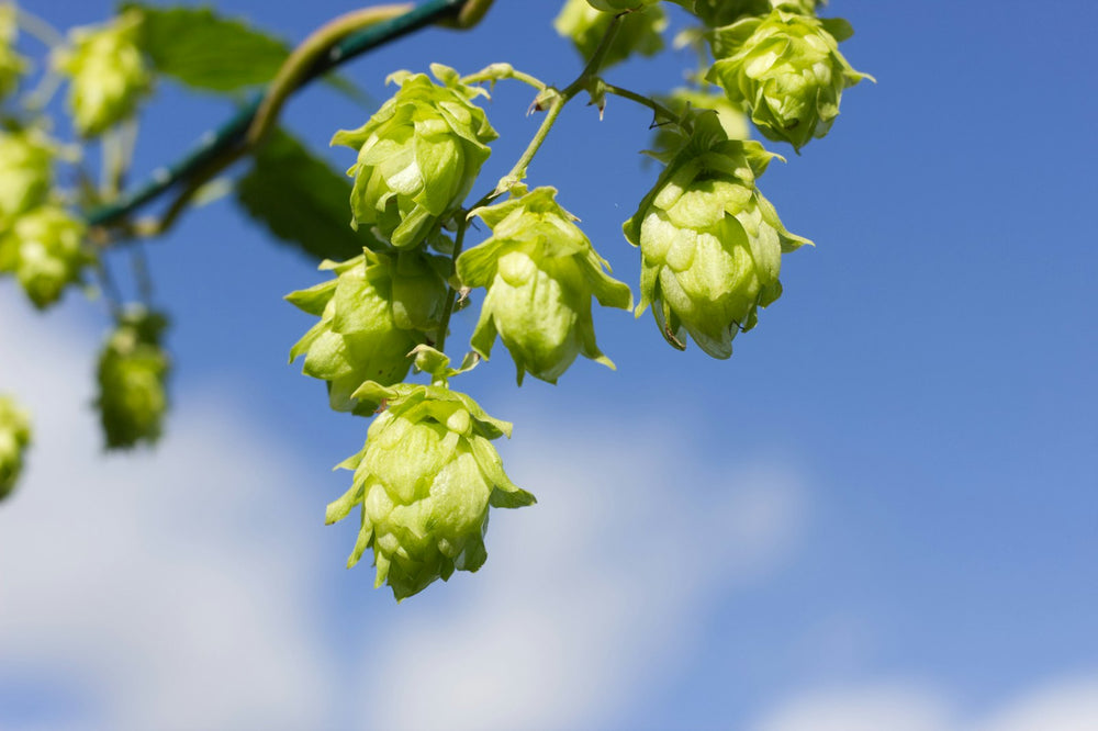 Hops