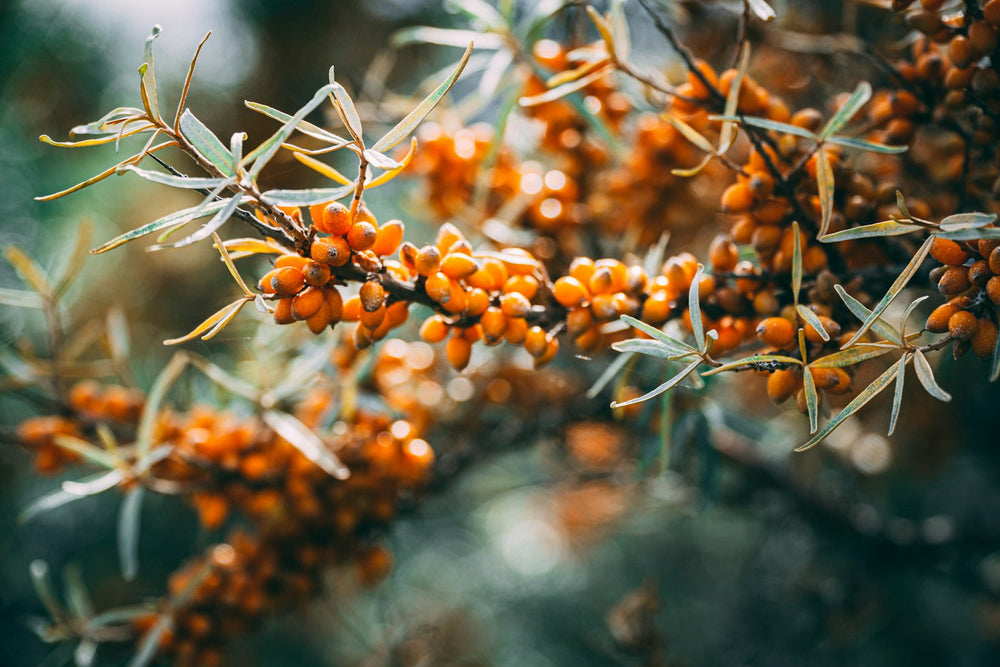 Sea buckthorn berry oil