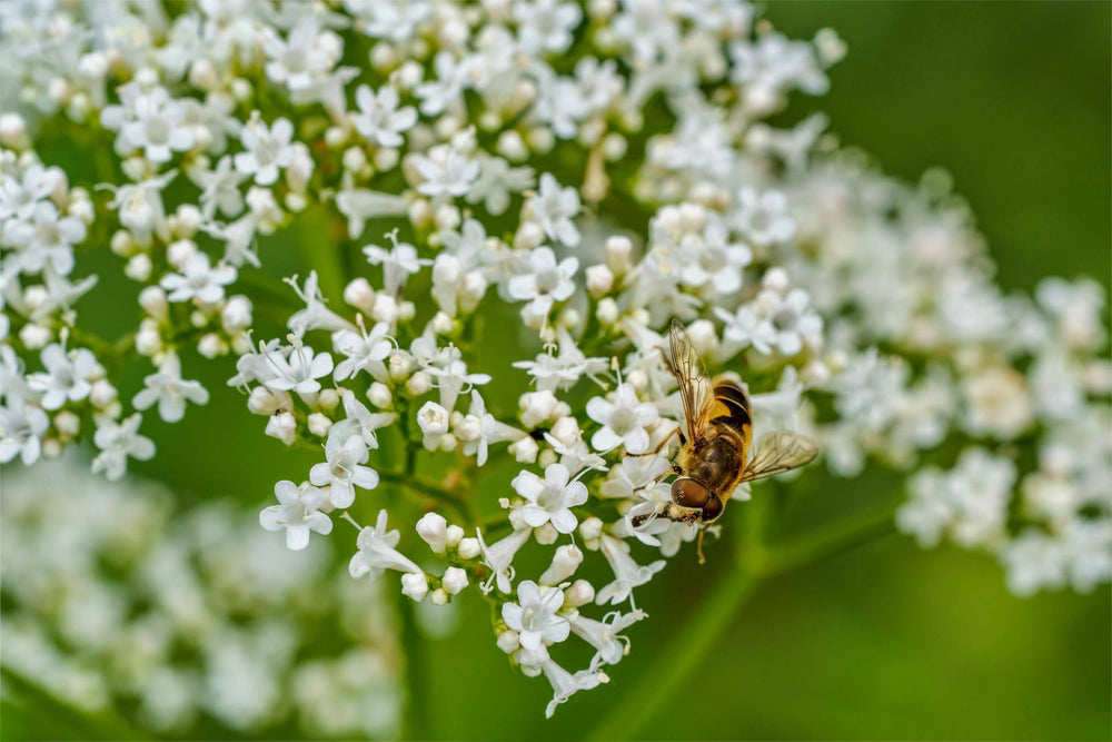 Valerian